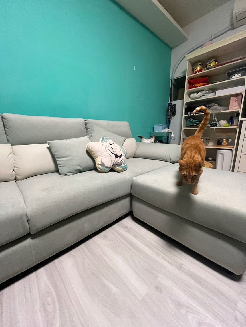 YKS 哈莉特L型貓抓布沙發∣新竹客人沙發開箱實拍-3 YKS 哈莉特L型貓抓布沙發|新竹竹北客人開箱實拍貓咪與沙發|擇木深耕系列熱銷款